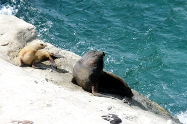 Visite de la réserve de la péninsule de Valdes et des lions de mer au départ de Puerto Madryn